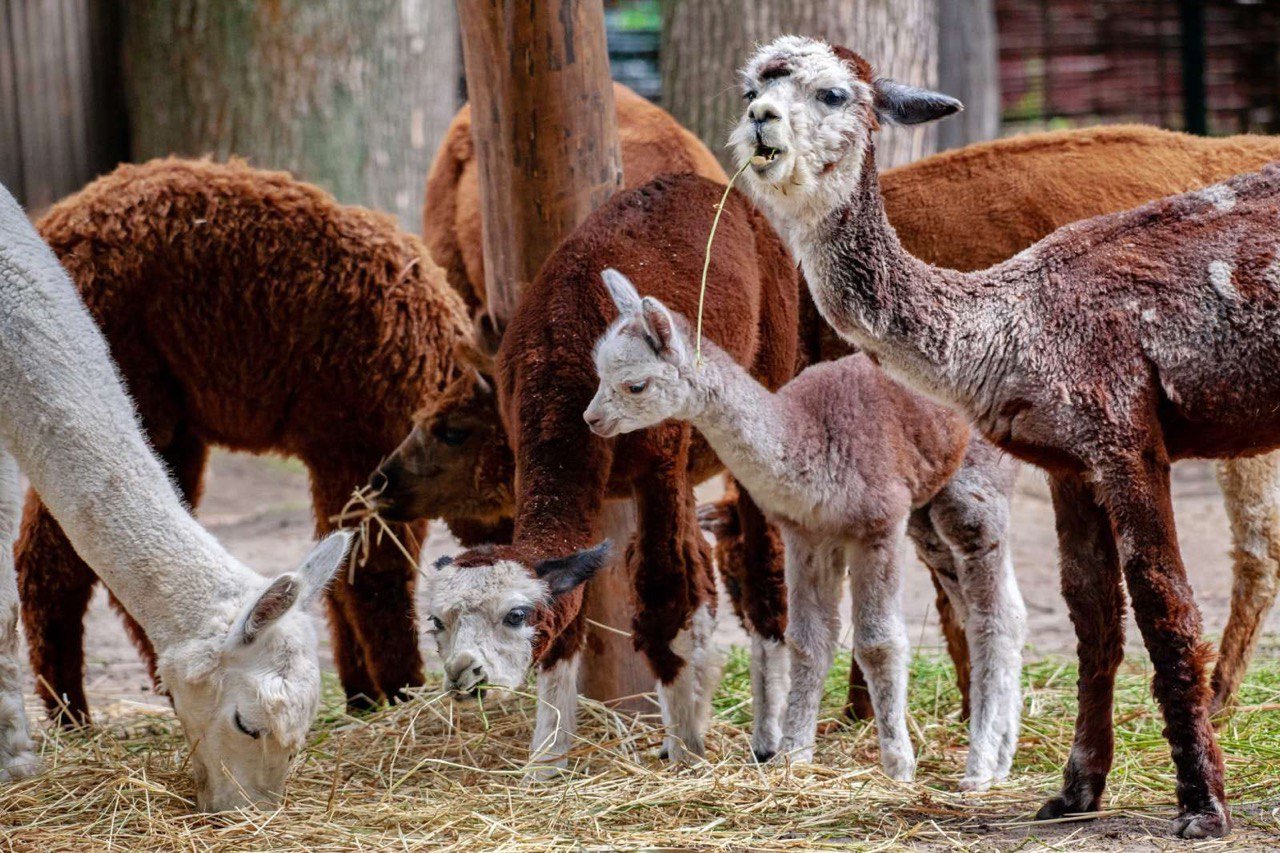 В Киевском зоопарке пополнение альпак: мимишные фото семейства