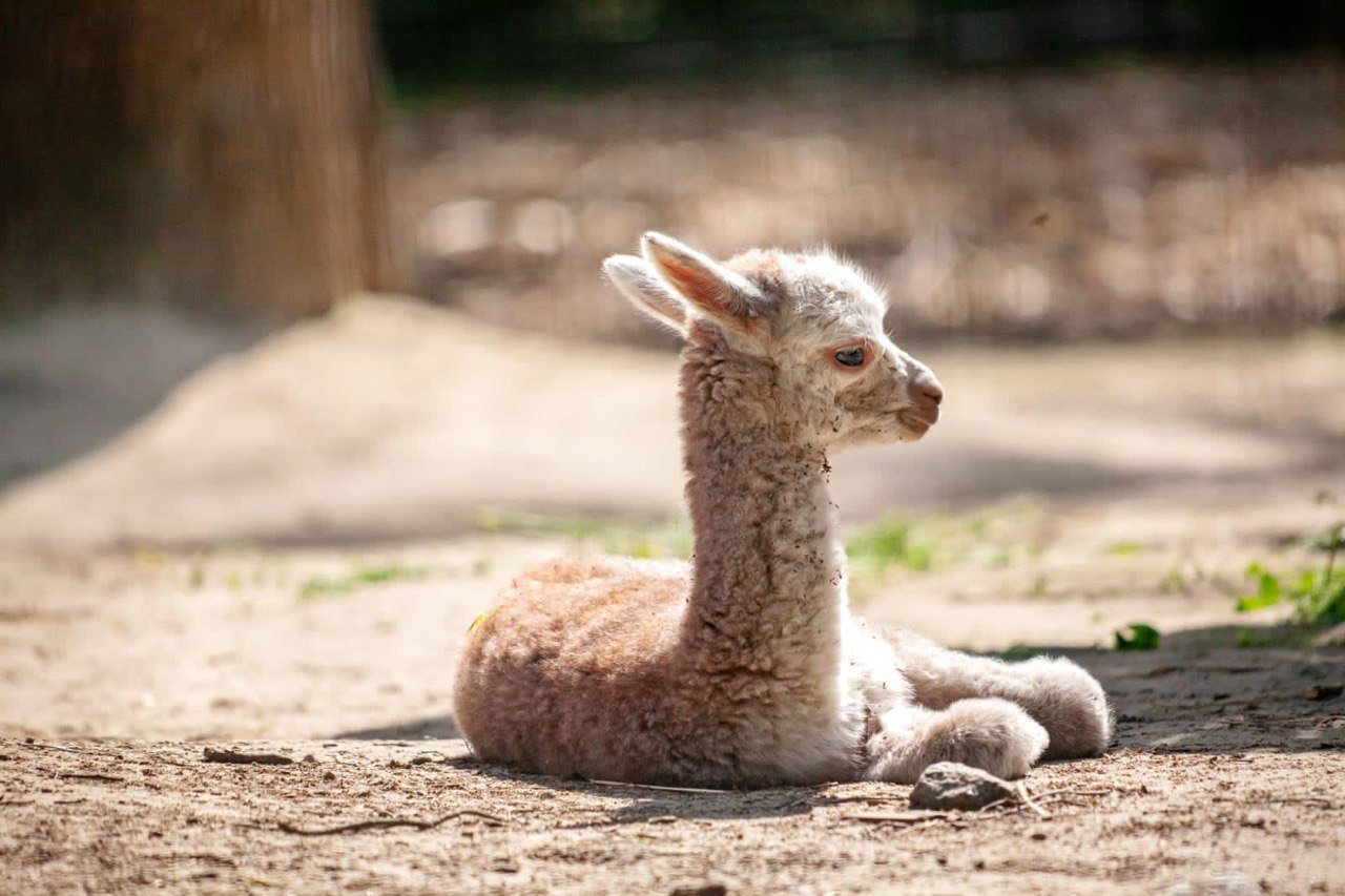 В Киевском зоопарке пополнение альпак: мимишные фото семейства