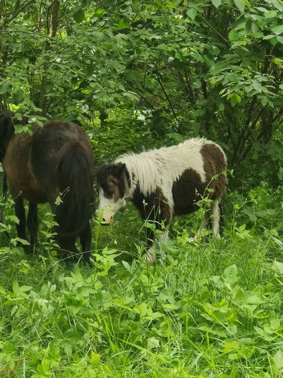 Военный ВСУ спас двух пони: Капа и Маленькая любят мюсли и радуют защитников (фото)