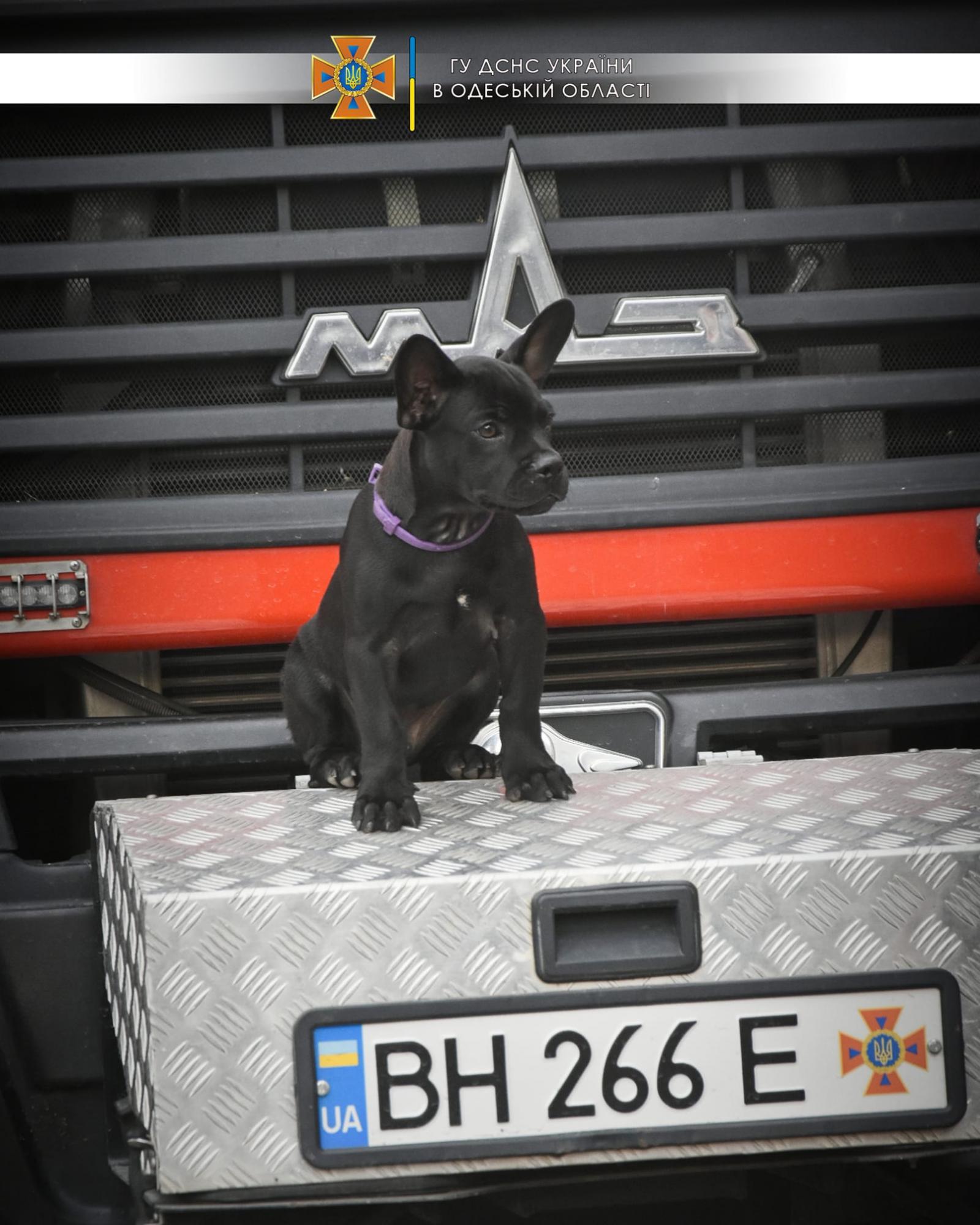 Одеські рятувальники показали свого пса-талісмана: Мажор може стати конкурентом Патрону