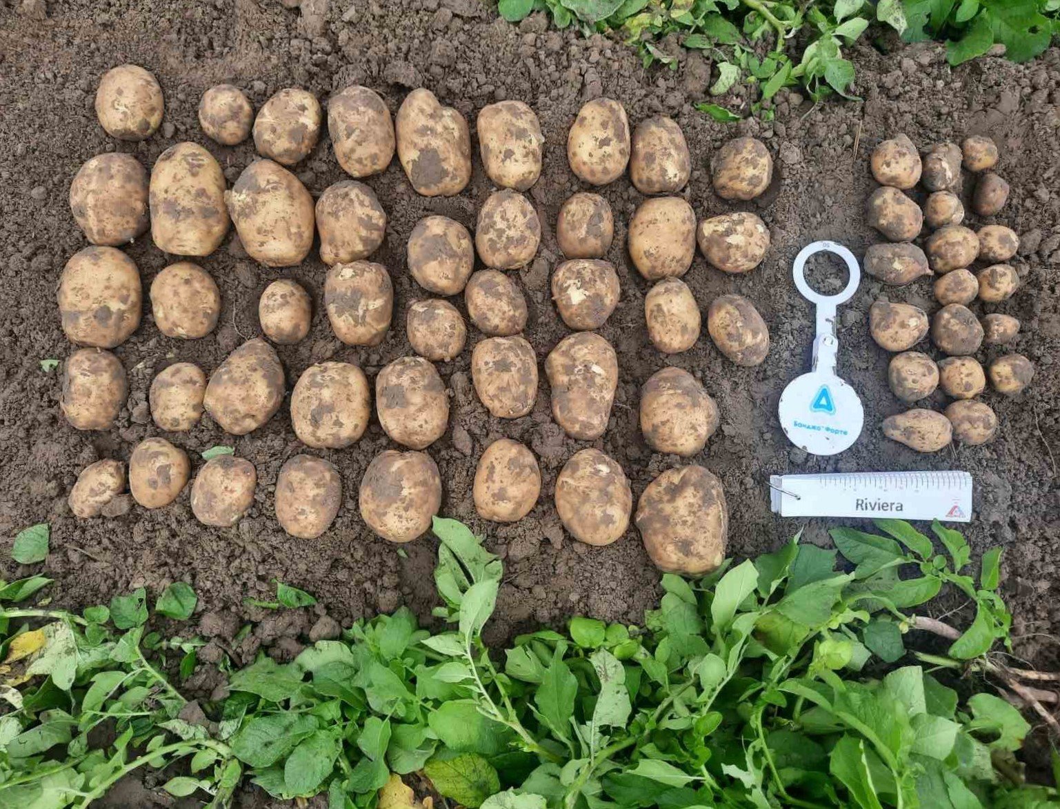 Названы лучшие сорта картофеля, которые завалят вас урожаем