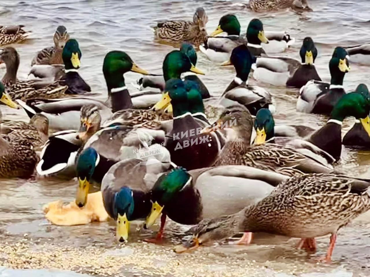 Один из киевских парков оккупировали лебеди, чайки и утки: фантастические фото