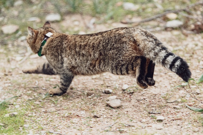 Вчені виявили новий таємничий вид кішки, яку прозвали "лисиця" (фото)