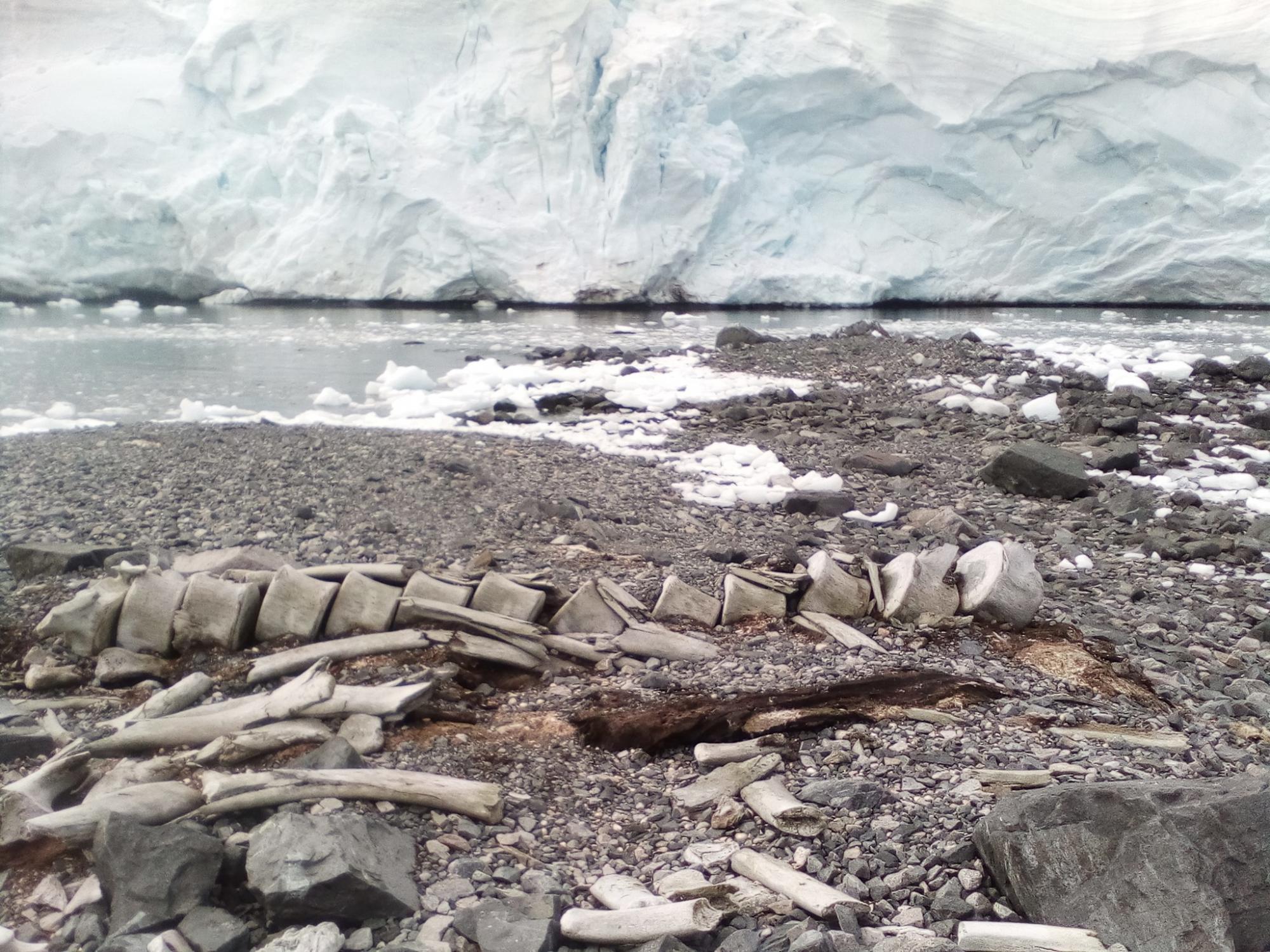 Украинцы нашли в Антарктиде останки гигантского животного тысячелетней давности