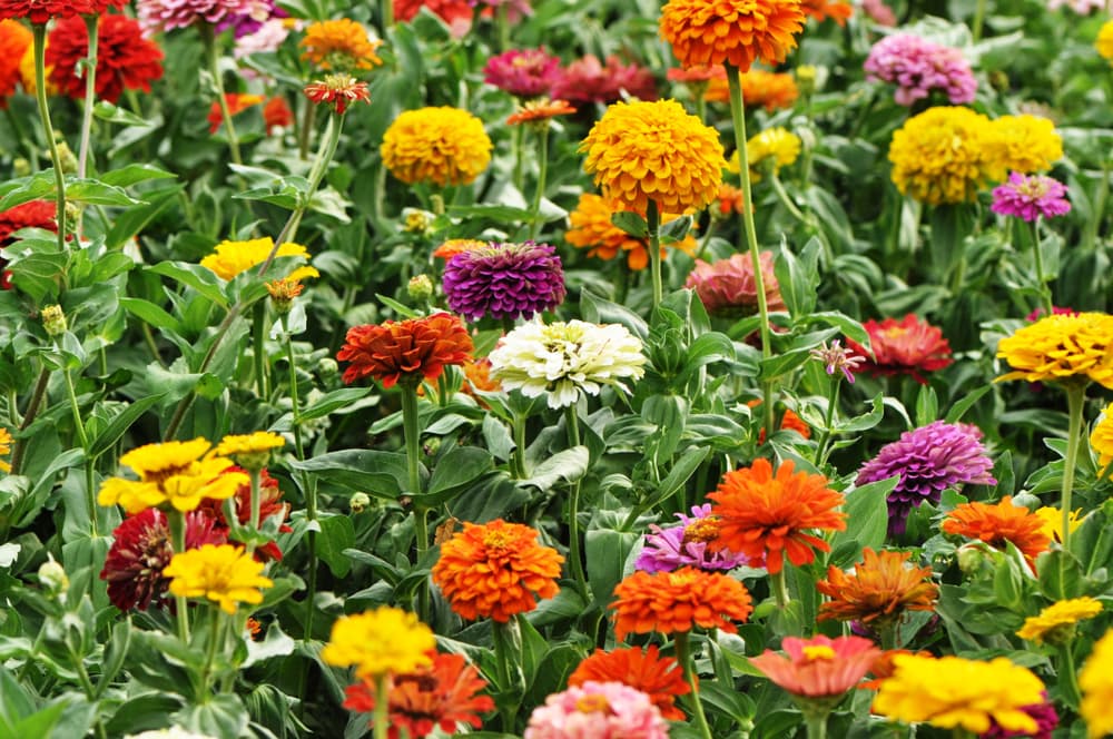 Какие цветы нужно сажать в апреле, чтобы они давали пышные соцветия (фото)