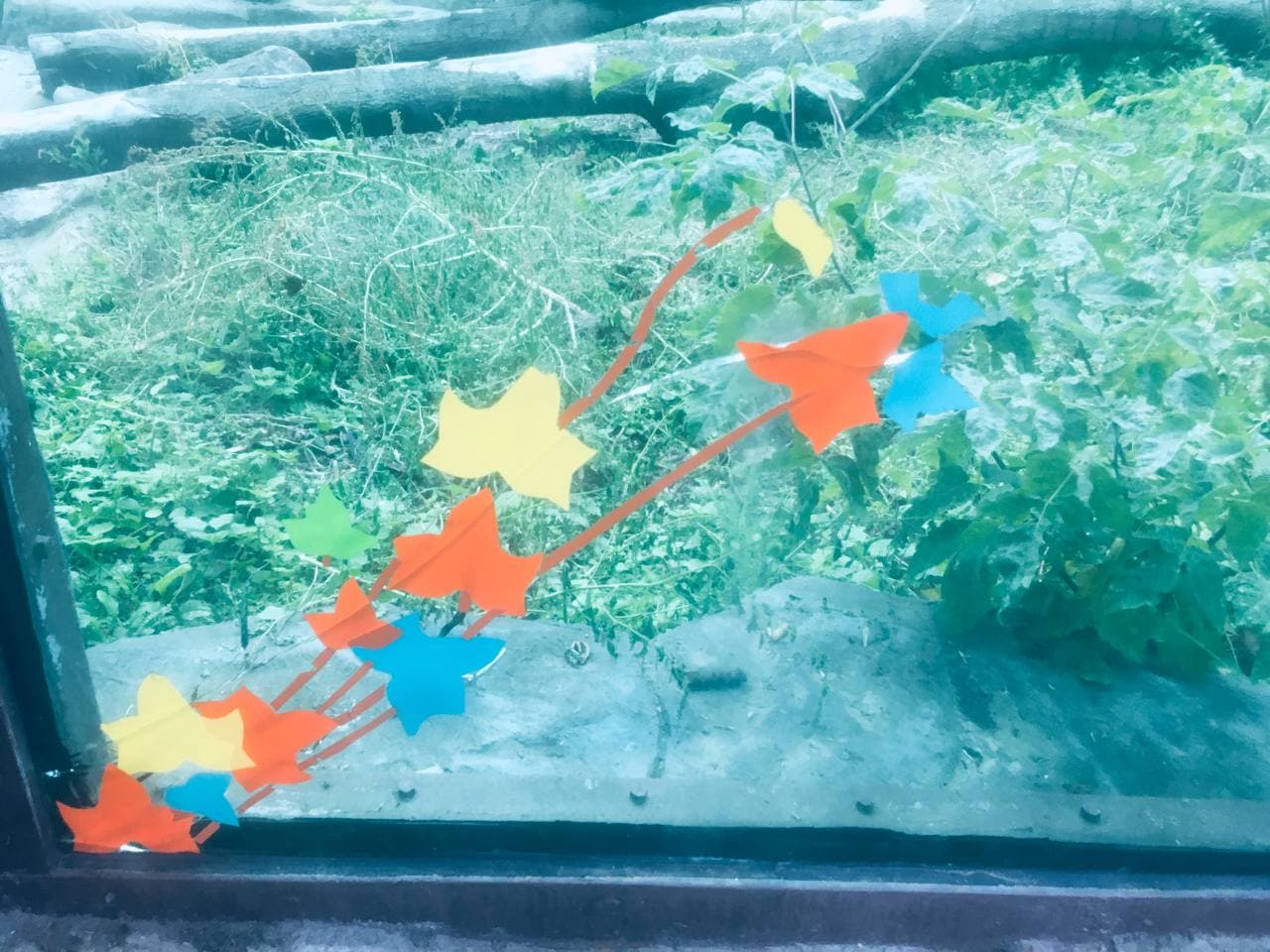 В киевском зоопарке треснувшее стекло в вольере с медведями заклеили аппликацией (фото)