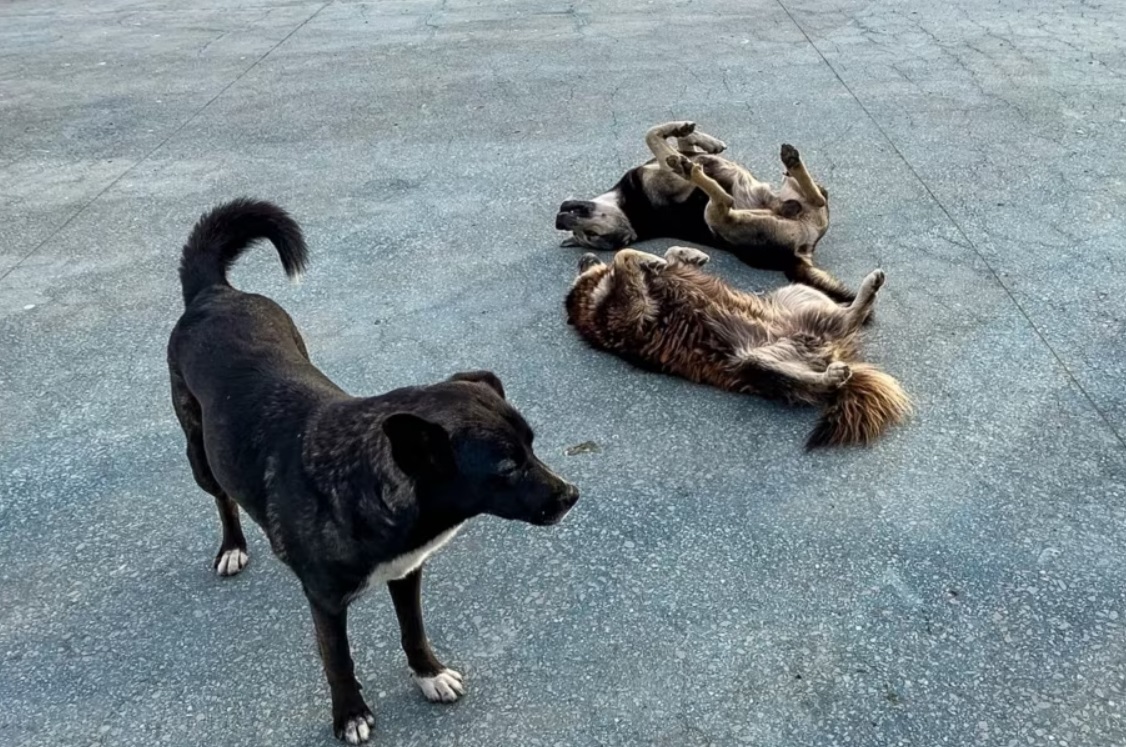 Смотрите, как выглядит бархатный сезон в оккупированной Алуште (фото)