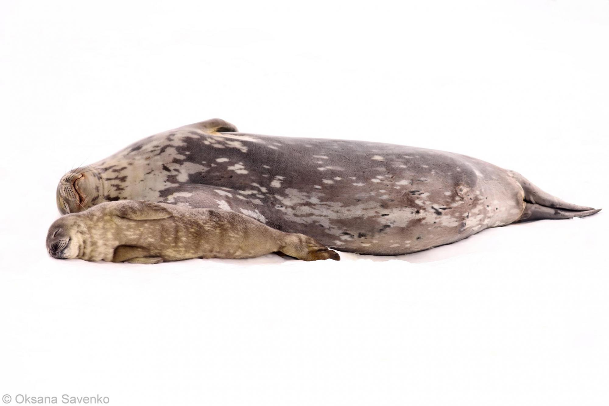 Полярники со станции Вернадского показали новорожденных тюленят (фото)