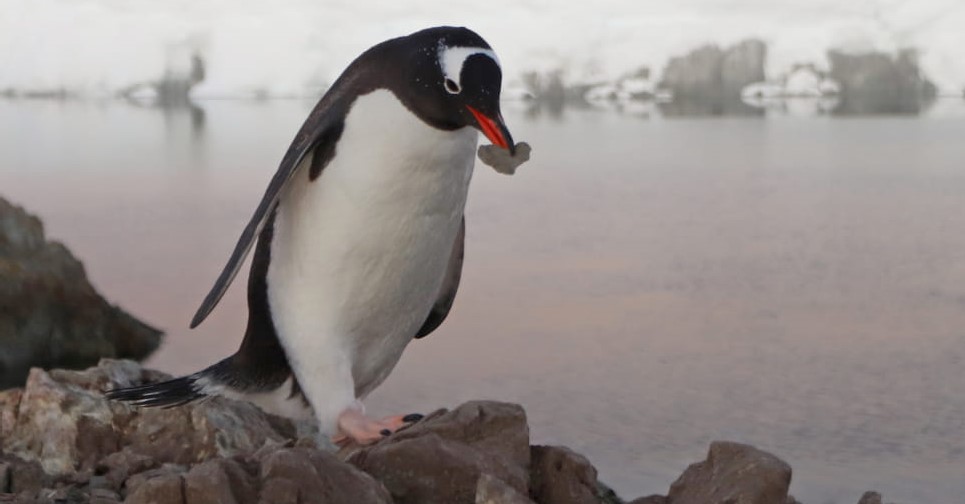 Polar explorers showed animals that go into the water only to create a family: cute photos