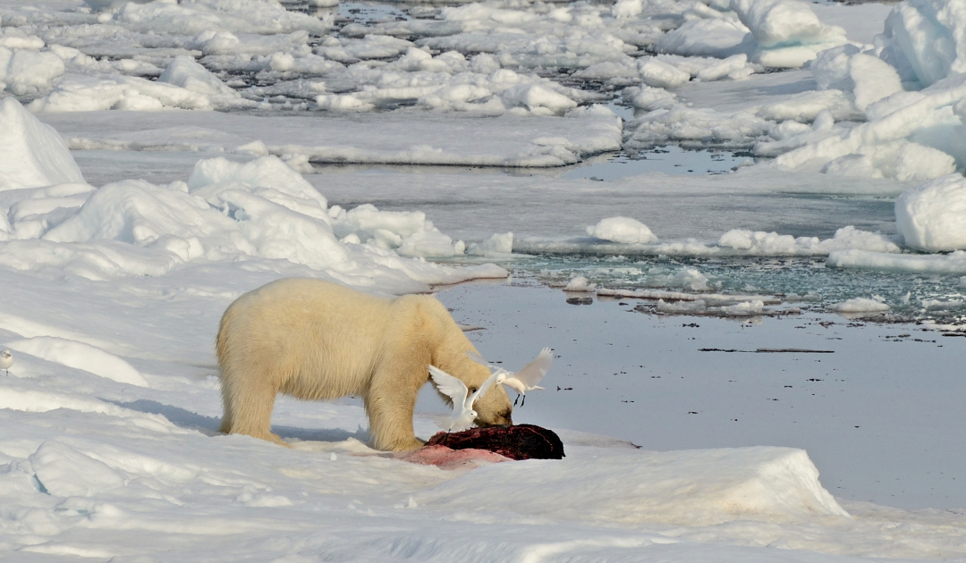 Впервые в истории белый медведь убил и сожрал северного оленя: драматические кадры