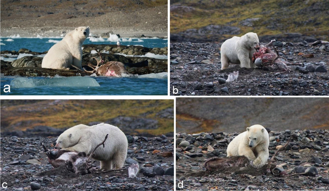 Впервые в истории белый медведь убил и сожрал северного оленя: драматические кадры