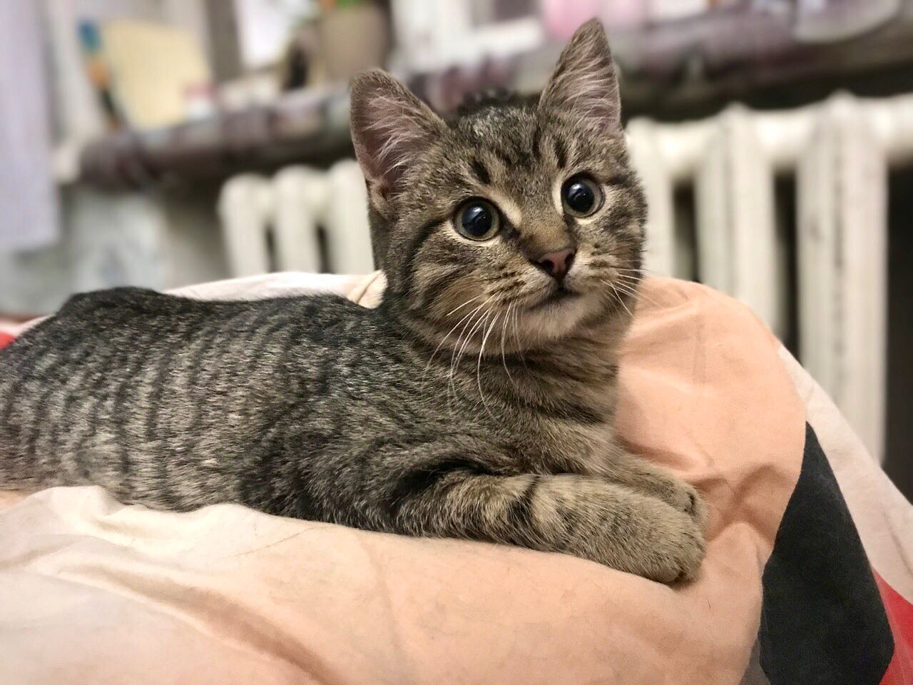 В харьковском метро провели спасательную операцию ради котенка (видео)