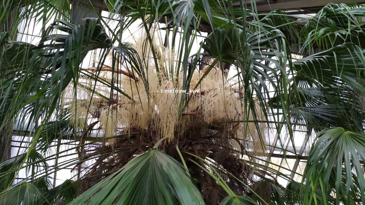 У Київському ботанічному саду розцвіла найстаріша в Європі пальма (фото)