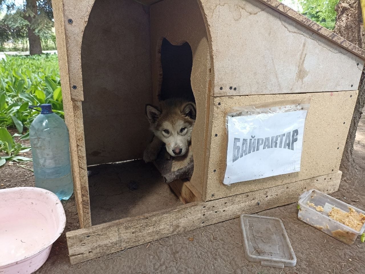 Спасенный щенок подрос, стал &quot;Байрактаром&quot; и теперь служит в ГСЧС: милые фото