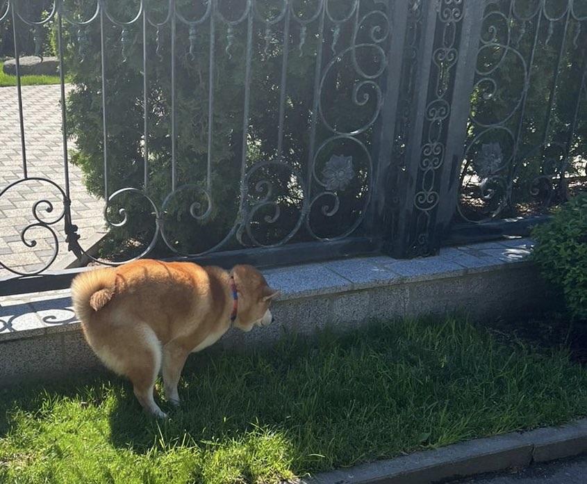 Звезда Playboy Астафьева показала, как чистит мешки картошки для украинцев (фото)