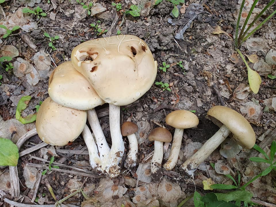 Грибників попередили про небезпеку, яка може коштувати здоров'я чи навіть життя (фото)