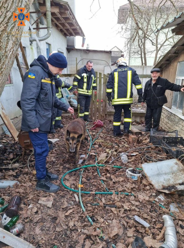 Испугался российских обстрелов: под Киевом спасали собаку, который упал в канализацию