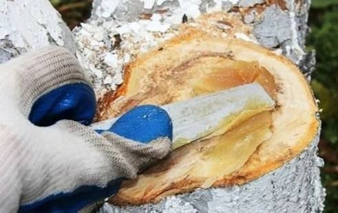 Готовим садовый вар: домашний супер рецепт для спасения ваших деревьев