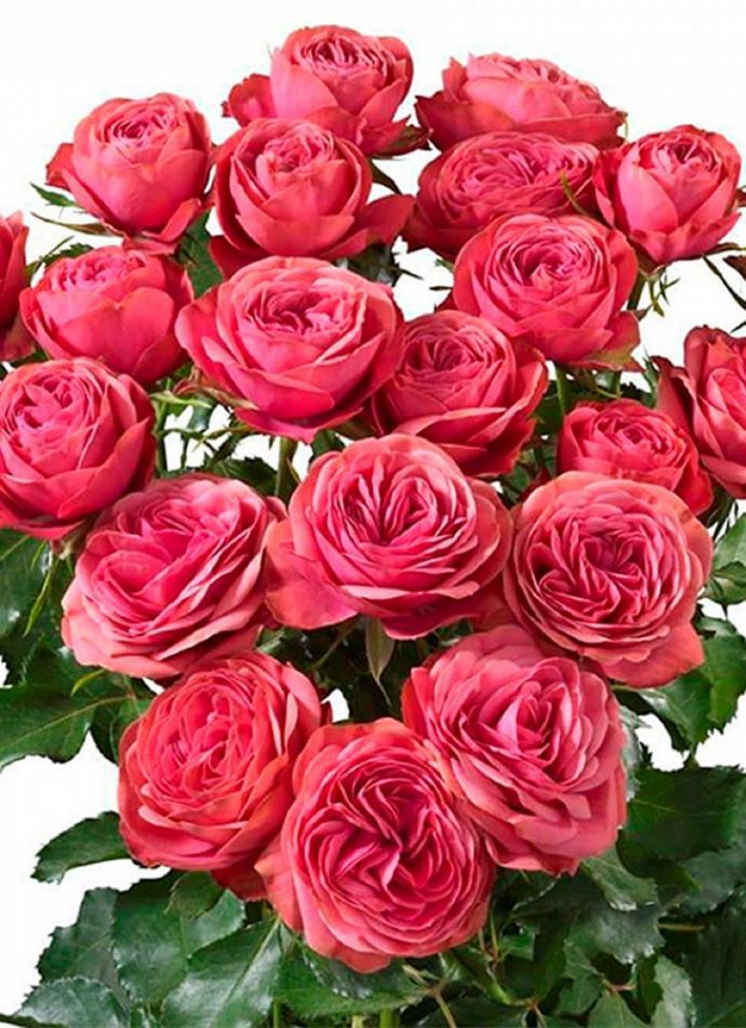 5 лучших сортов роз для весенней посадки