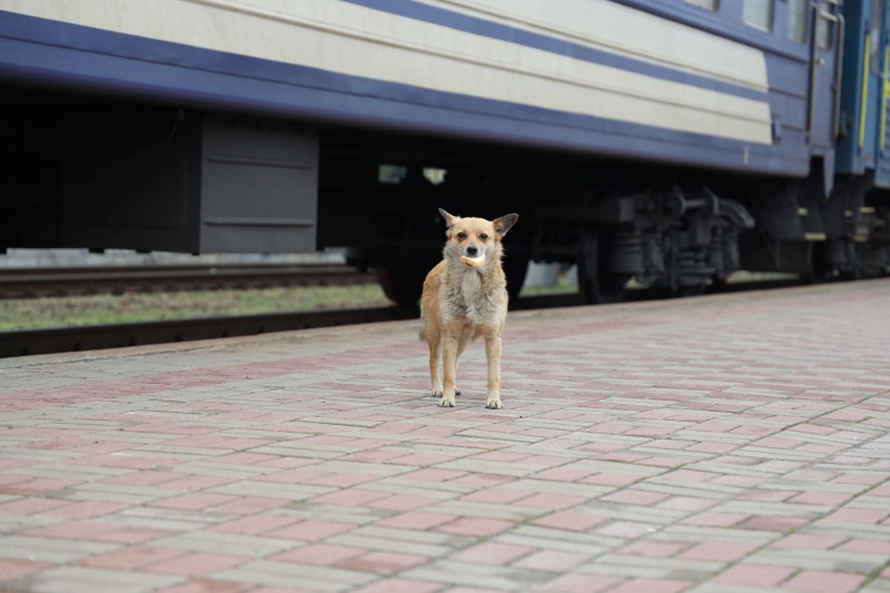 &quot;Будемо їхати, скільки зможе поїзд&quot;. Репортаж з евакуаційного рейсу на Донбас
