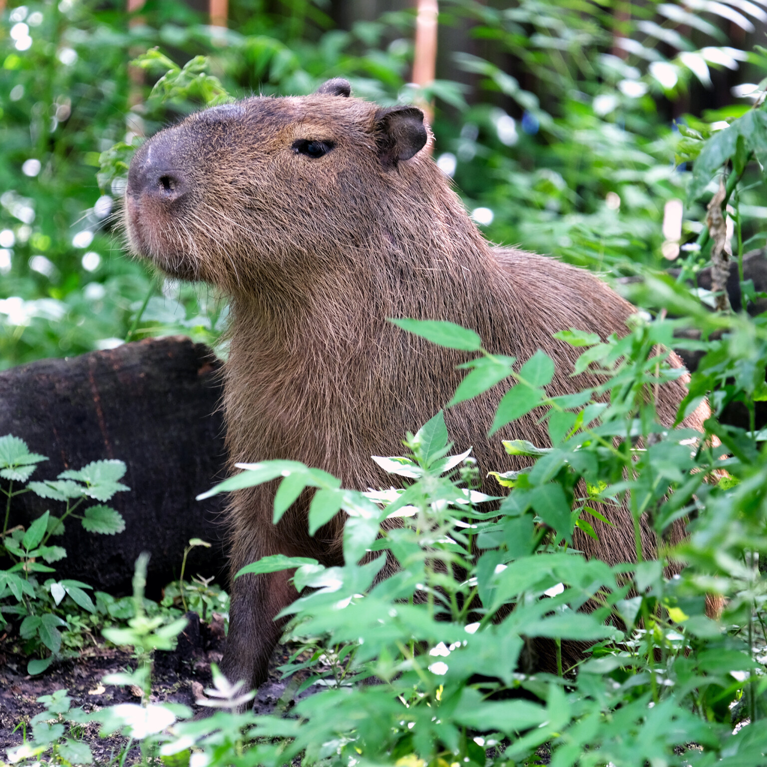 Спасенный из-под обстрелов капибара Тоха закончил лечение: как он выглядит сейчас