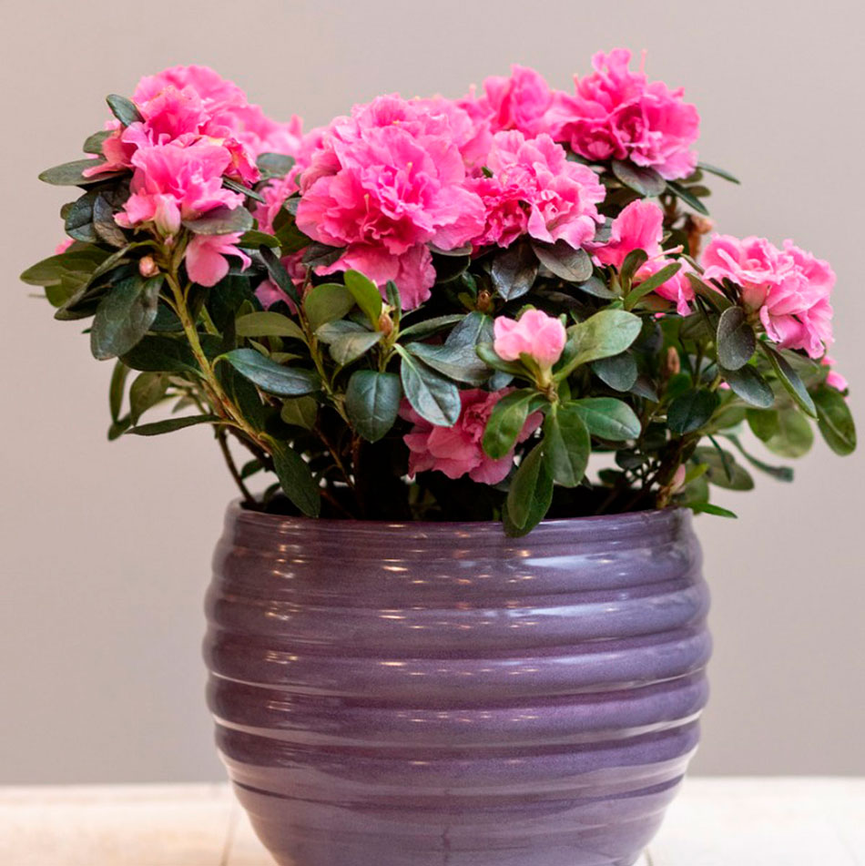 Комнатные растения, которые провоцируют беды и бедность. Выбросьте и вам станет легче