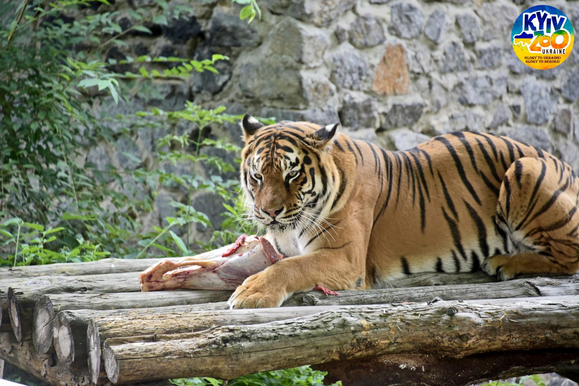 У зоопарку Києва відзначили 13-річчя двох тигрів: красеням зробили сюрприз (фото)