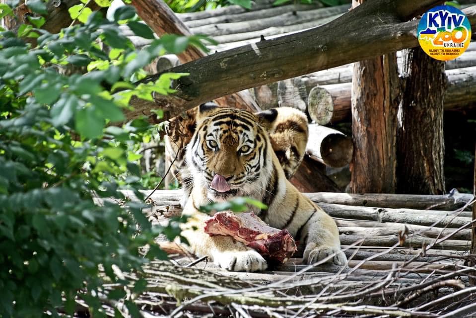 У зоопарку Києва відзначили 13-річчя двох тигрів: красеням зробили сюрприз (фото)