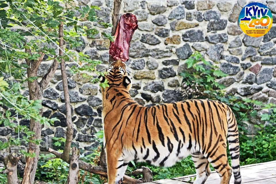 У зоопарку Києва відзначили 13-річчя двох тигрів: красеням зробили сюрприз (фото)