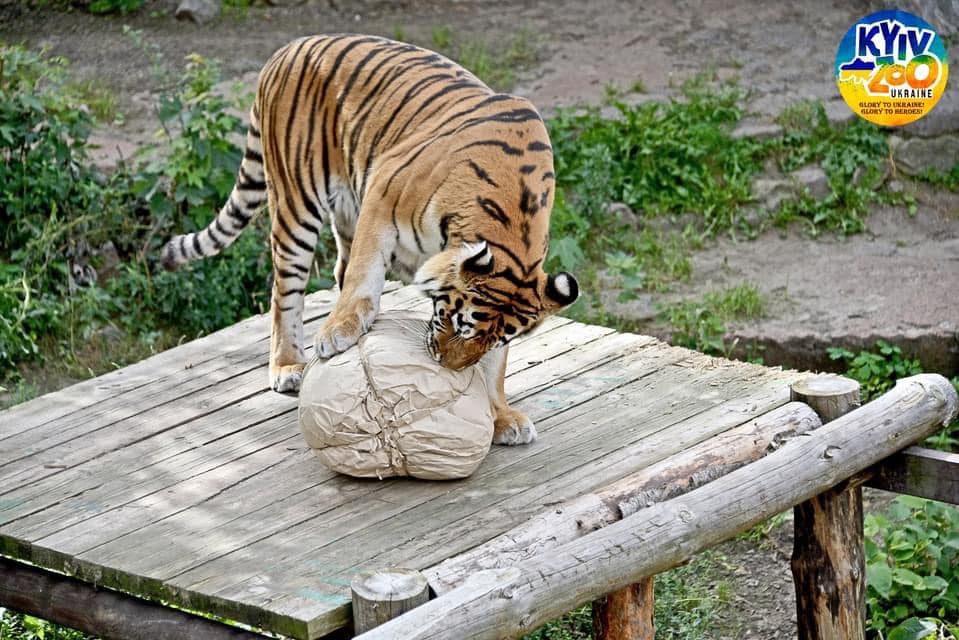 У зоопарку Києва відзначили 13-річчя двох тигрів: красеням зробили сюрприз (фото)