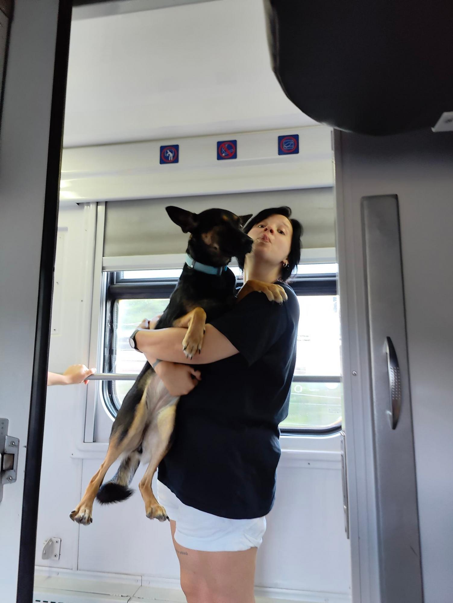 У поїзді УЗ вибухнув скандал через собаку, що лежав на ковдрі