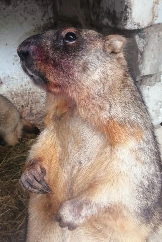 Обезьянки Анфиса и Чарлик, ослик Ося, еноты Мишка, Леля, Динька: в зоопарке под Херсоном погибло более 300 животных