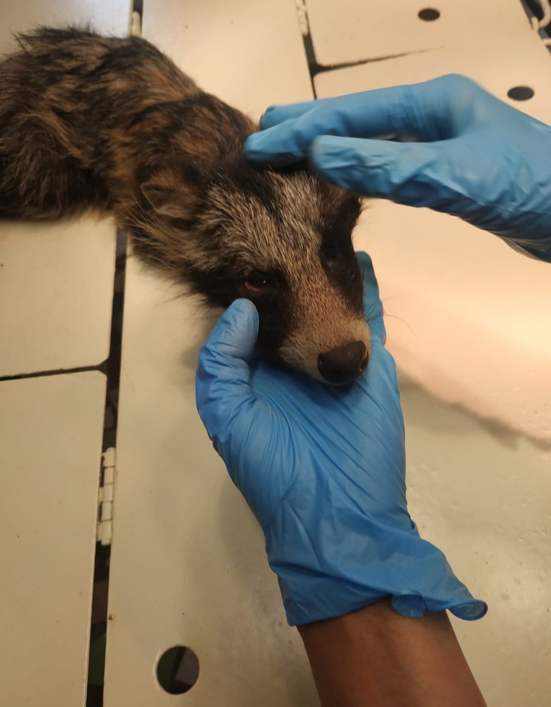 Лечили больше месяца: енотика, которого спасли бойцы ГСЧС, выпустили на волю