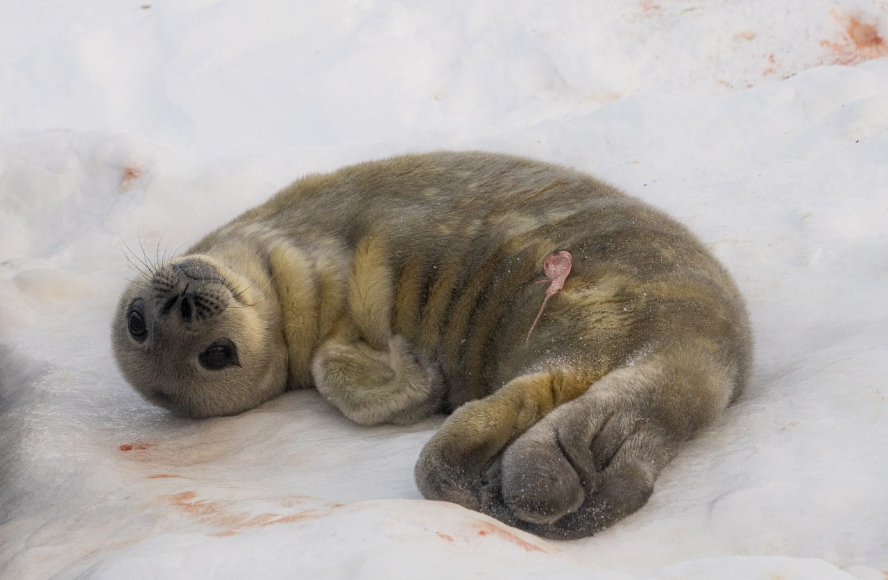 Українські полярники показали перших новонароджених тюленят: мімішність зашкалює (фото)
