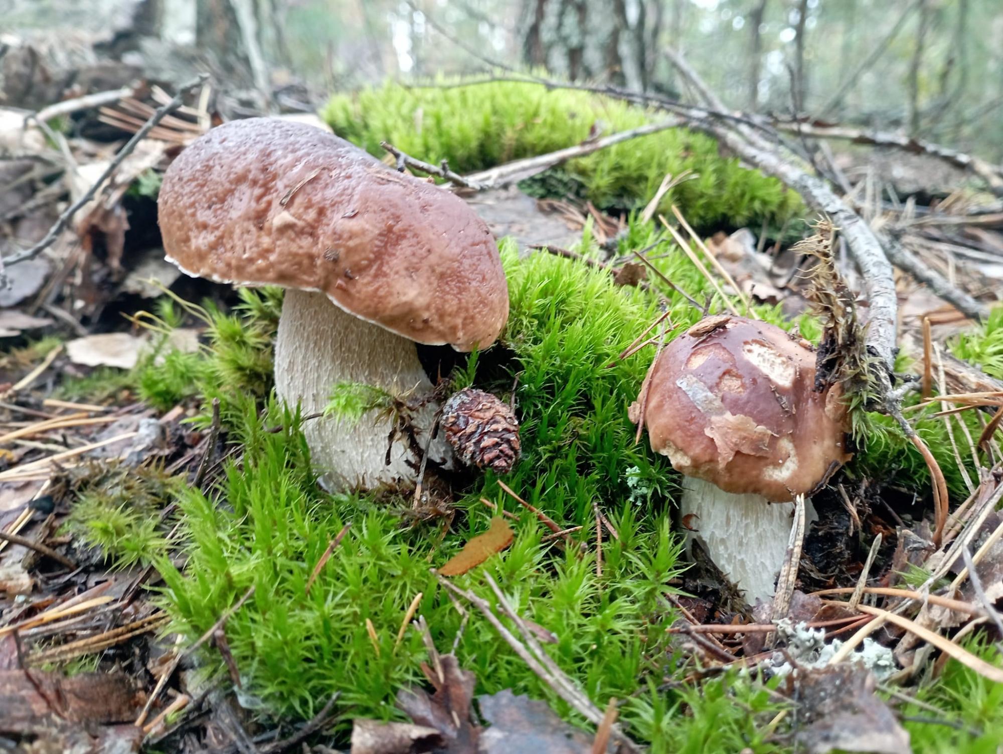 В Украине начался грибной сезон. Самые урожайные локации для безопасной &quot;охоты&quot;