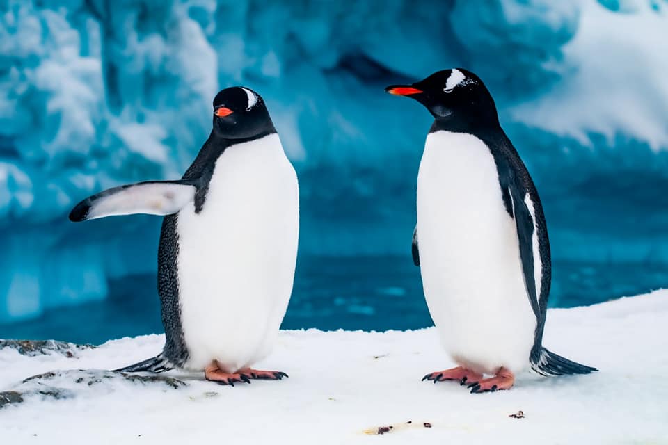 На острів Галіндез повернулися пінгвіни: українські полярники показали приголомшливі фото