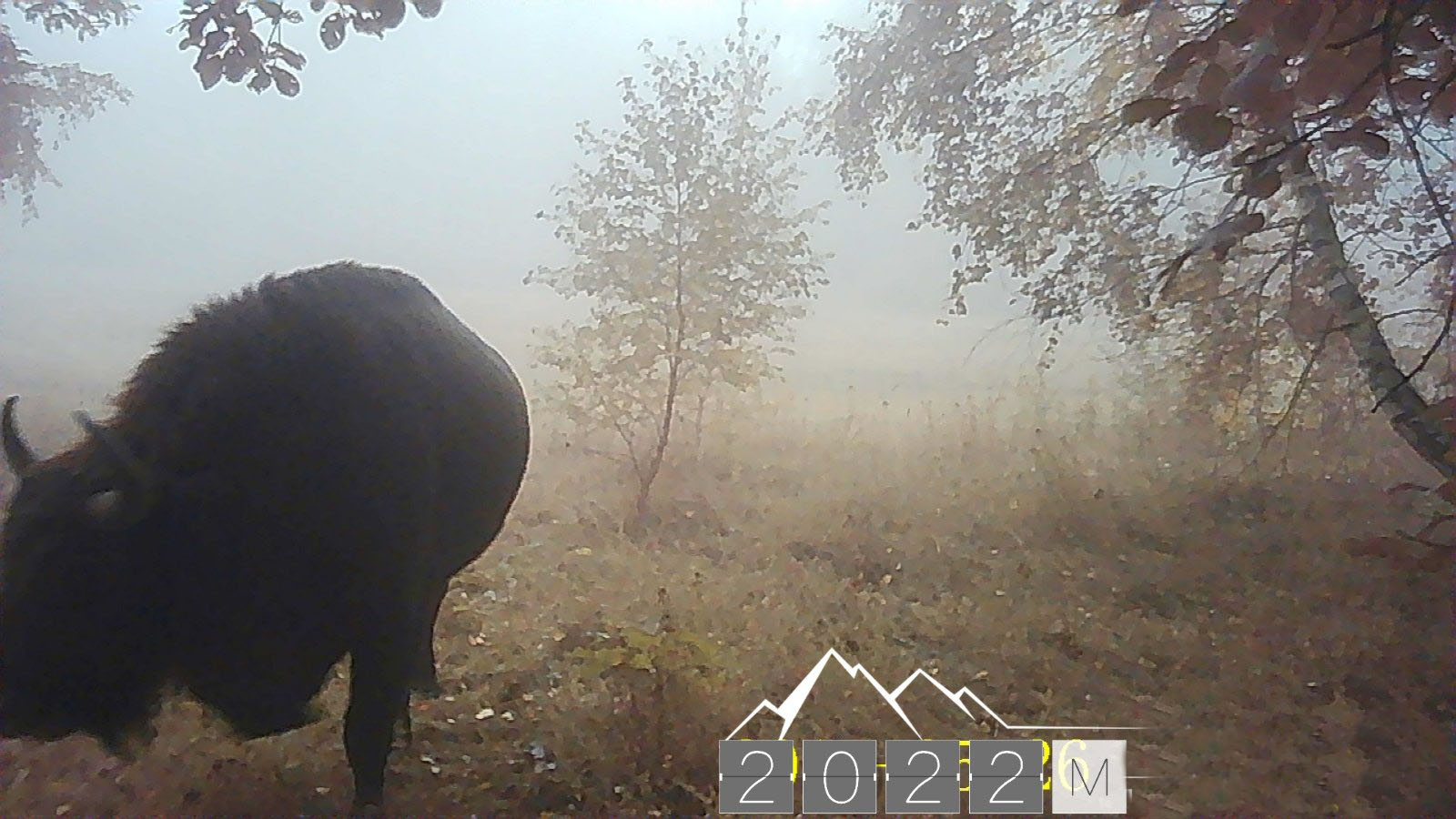 В Україні побачили велетенських зубрів, яких вважали зниклими (фото)