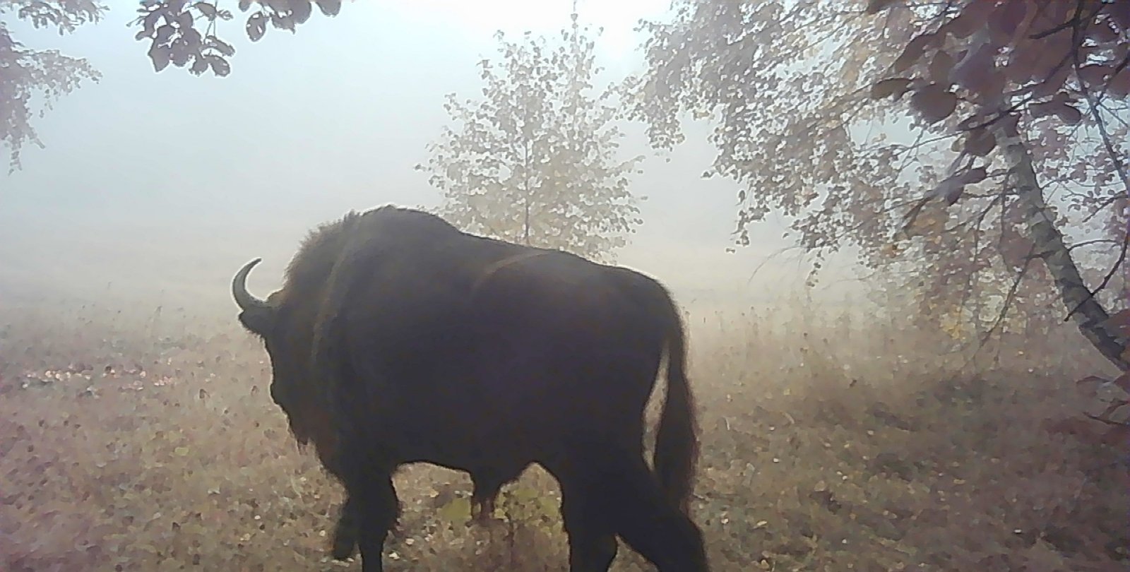 В Україні побачили велетенських зубрів, яких вважали зниклими (фото)