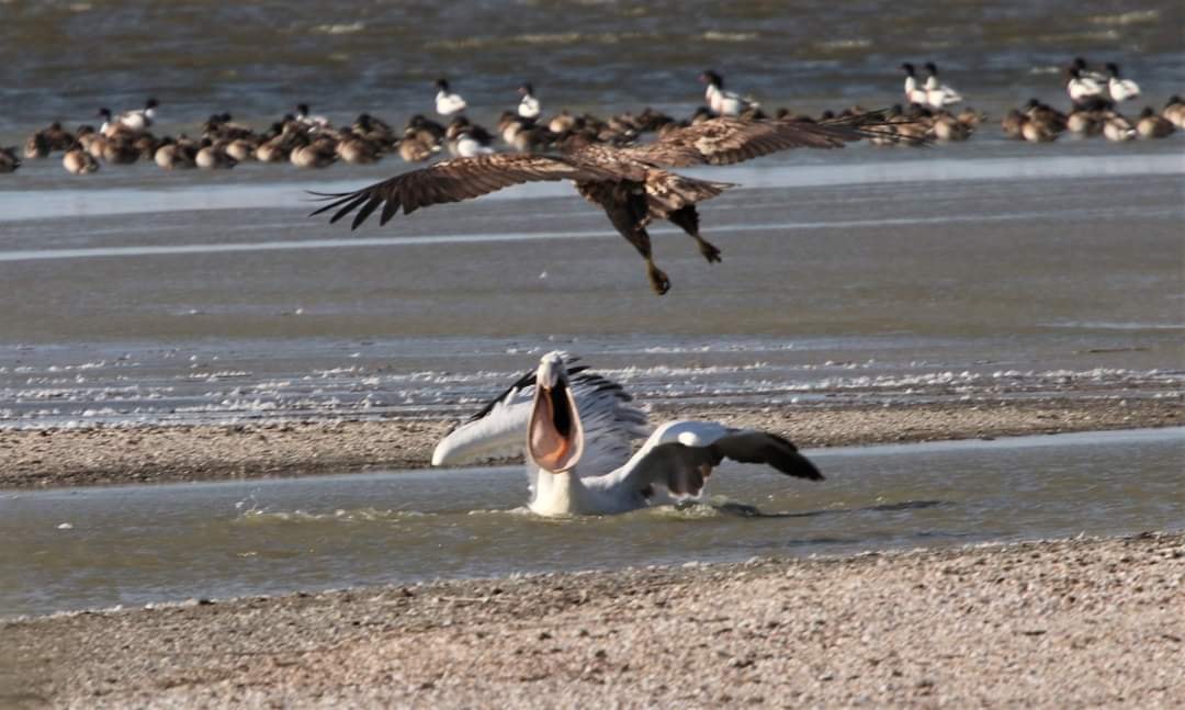 Український еколог показав рідкісні фото запеклої битви червонокнижних крилатих велетнів