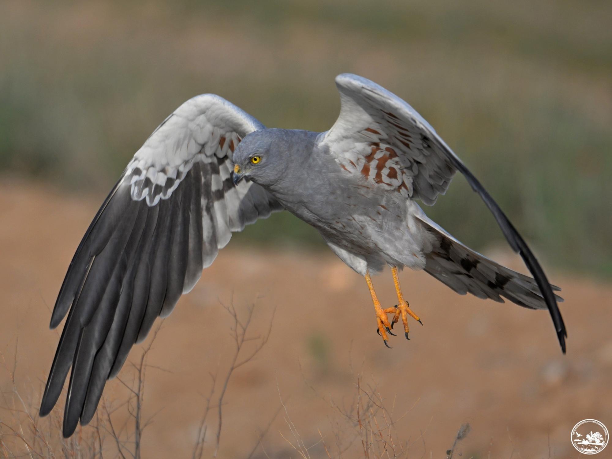 В Чернобыле показали редкую гнездовую птицу: в заповеднике их всего 10 пар (фото)