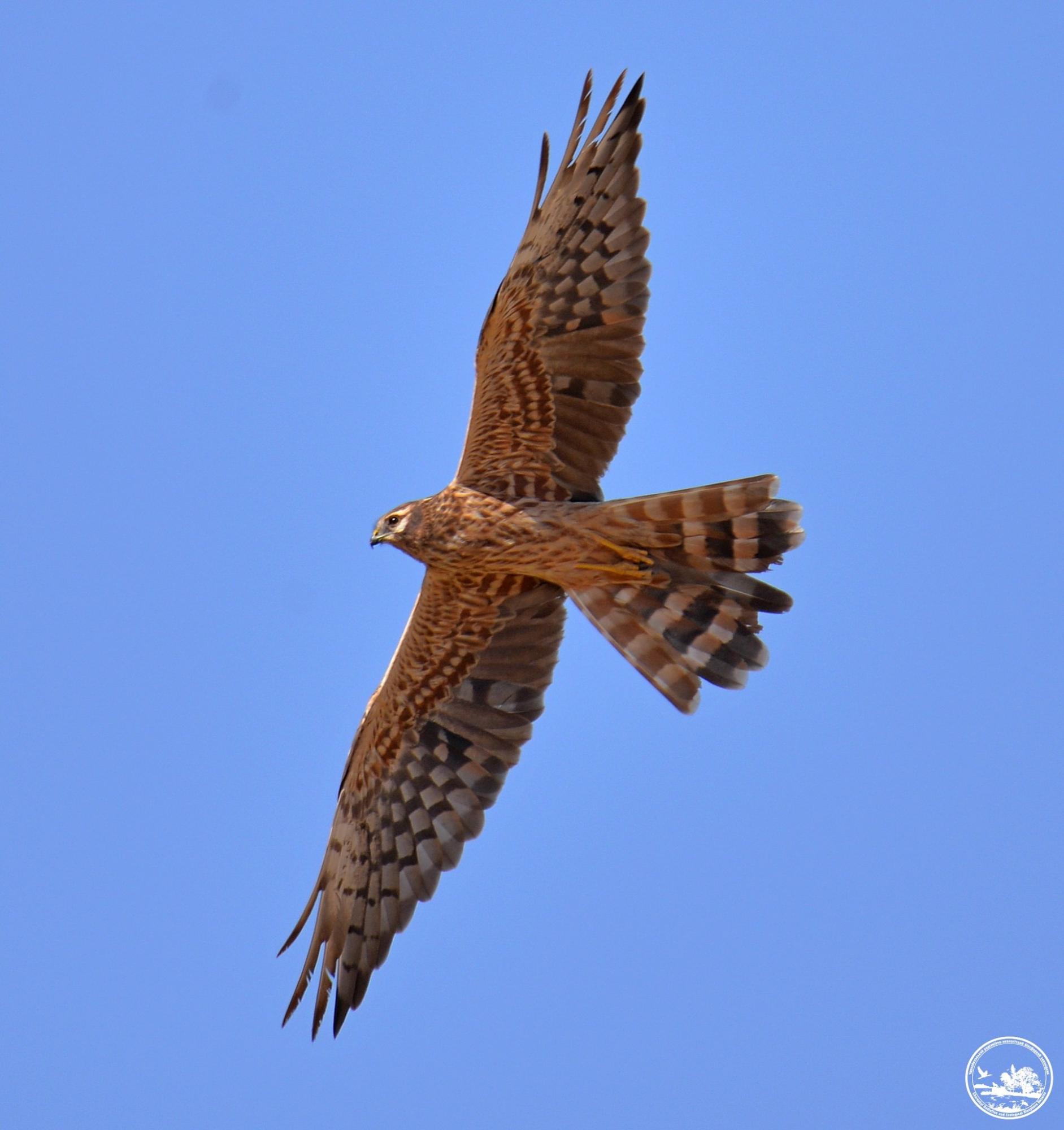 В Чернобыле показали редкую гнездовую птицу: в заповеднике их всего 10 пар (фото)