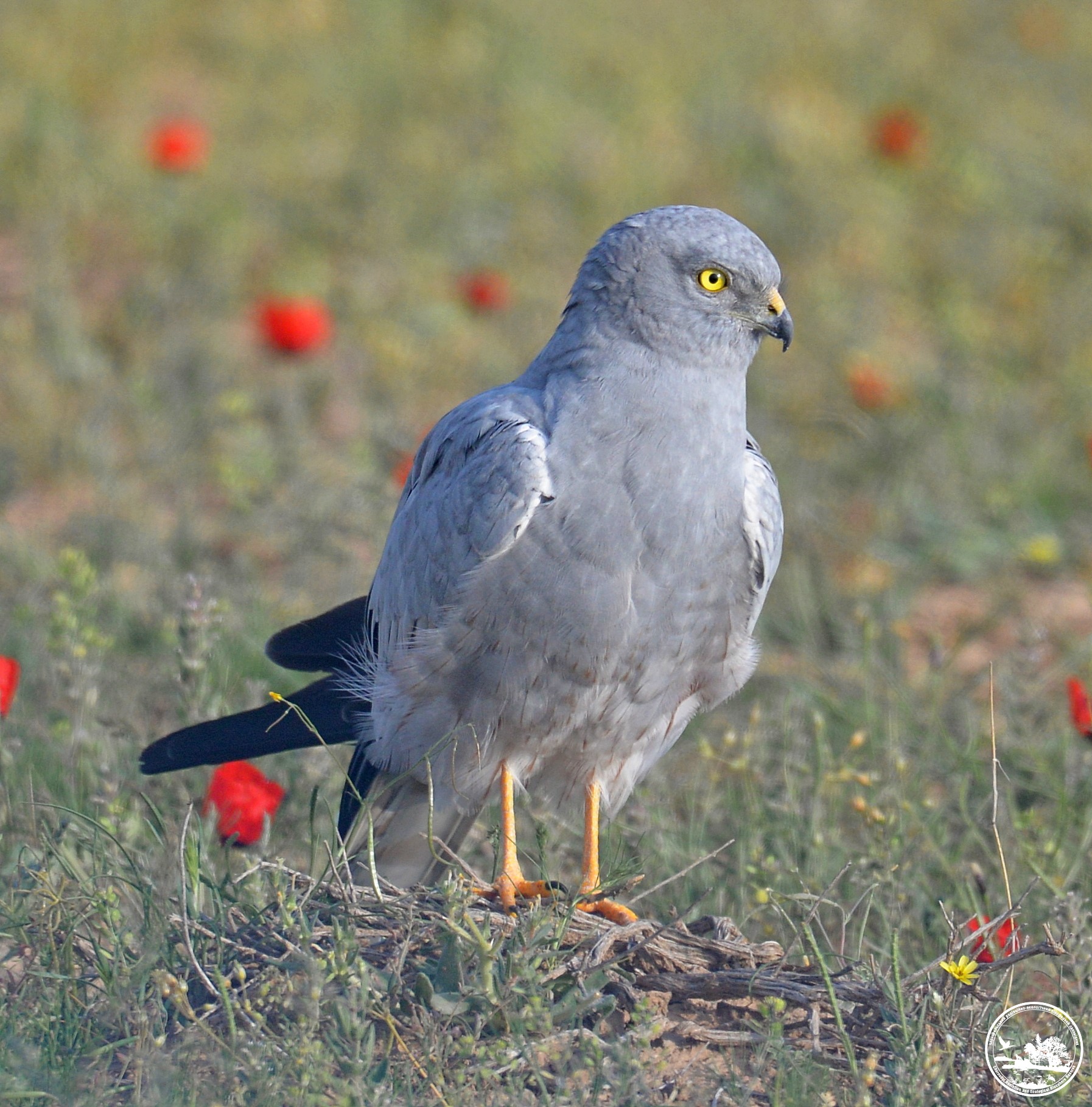 В Чернобыле показали редкую гнездовую птицу: в заповеднике их всего 10 пар (фото)