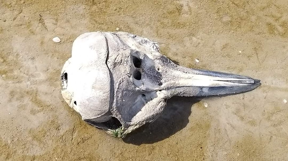 В Одеській області на узбережжя винесло рештки дельфінів: чому гинуть тварини