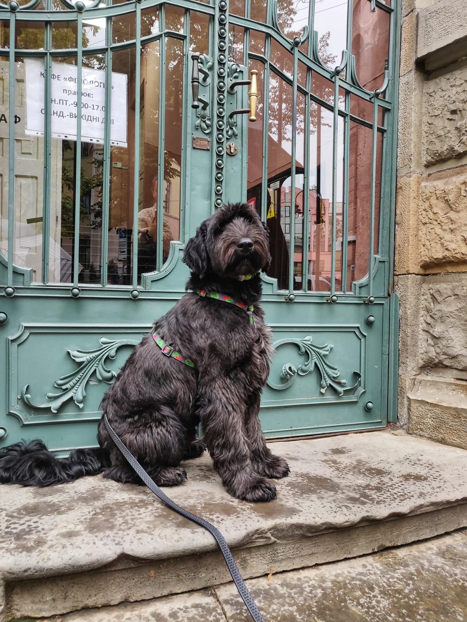 &quot;Мы восстанавливаем память&quot;. Как франковчанка сохраняет историю, реставрируя старинные двери