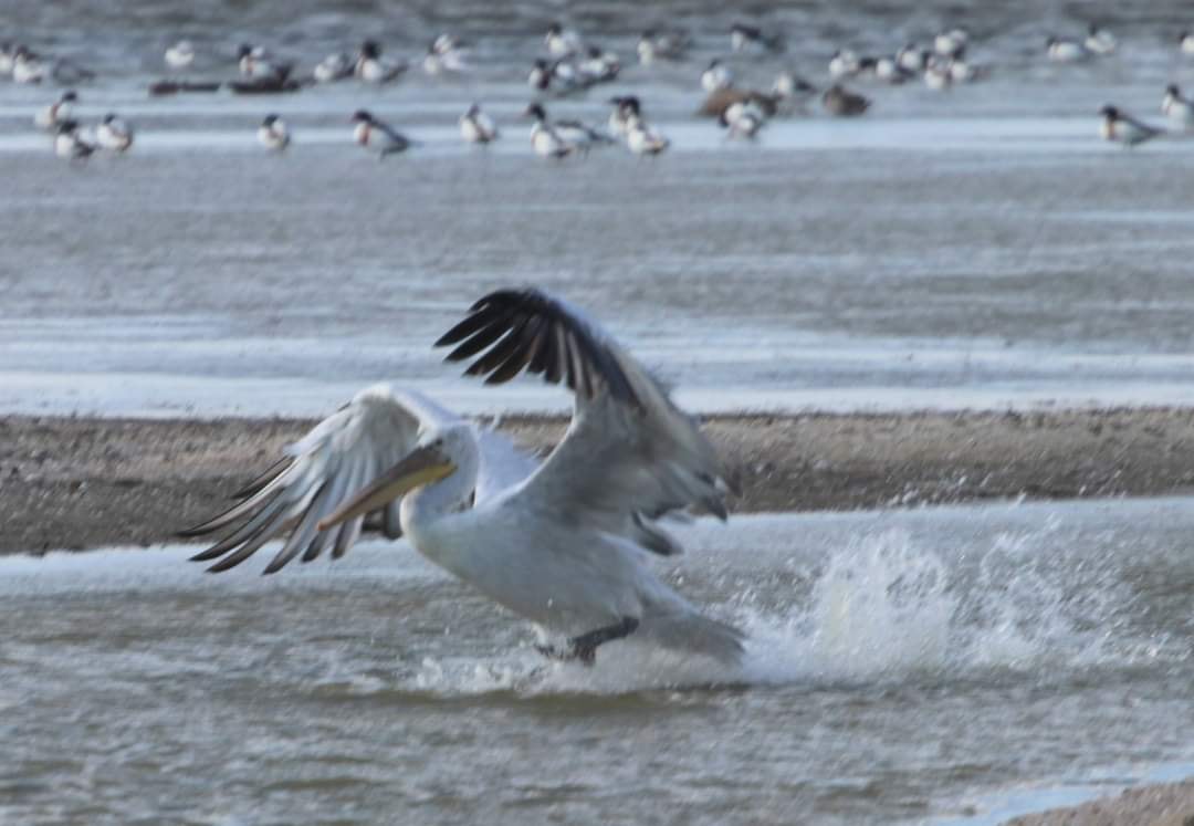 Український еколог показав рідкісні фото запеклої битви червонокнижних крилатих велетнів