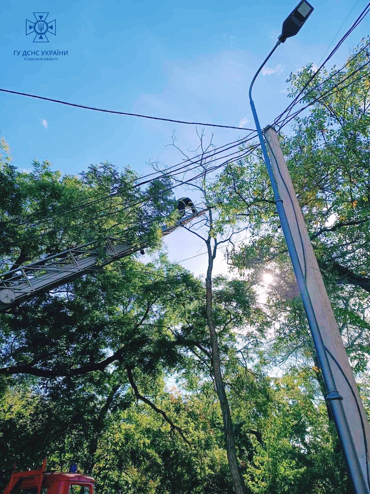 В Одесі бійці ДСНС врятували котика, який потрапив у халепу: як це було