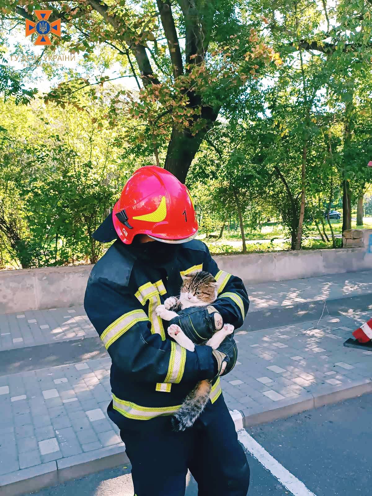 В Одесі бійці ДСНС врятували котика, який потрапив у халепу: як це було