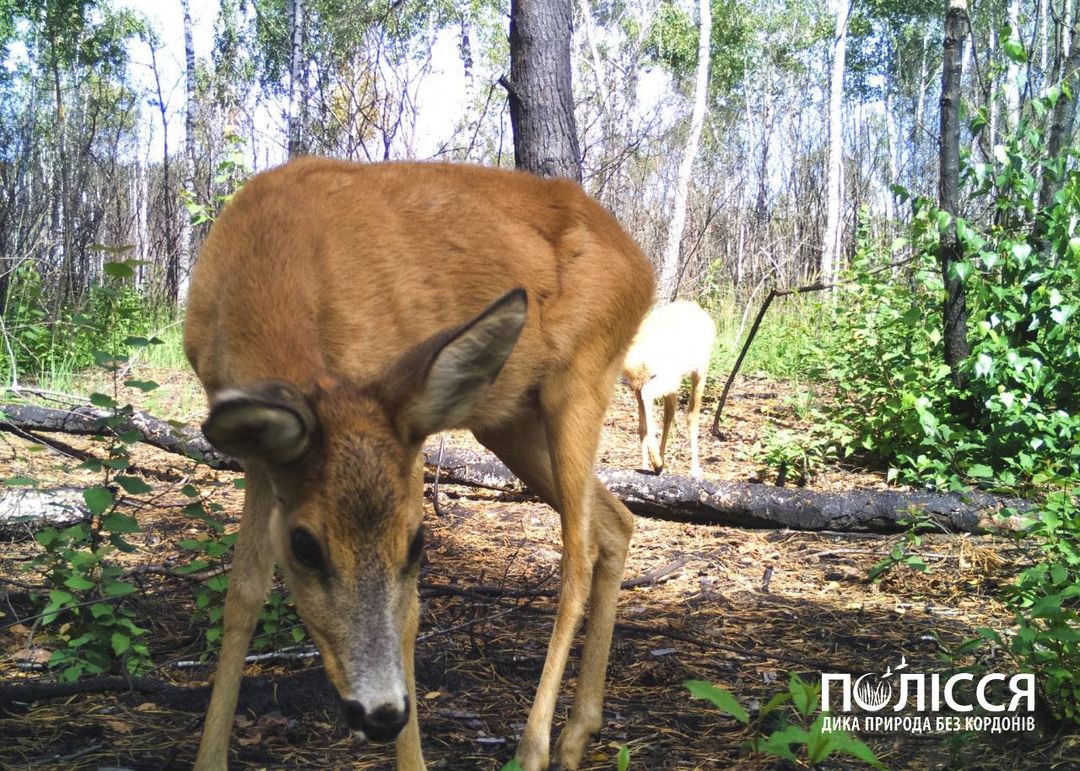 В Чернобыле показали нежное животное необычайной красоты (фото)