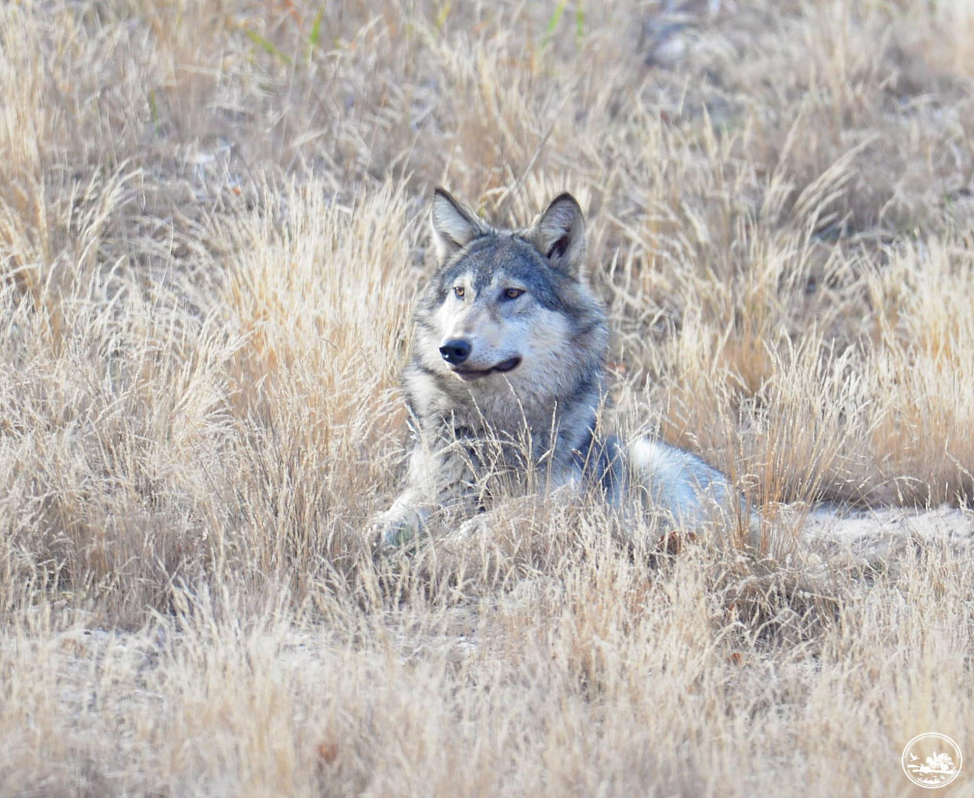 В Чернобыле показали игривого хищника, который не испугался людей: захватывающие фото