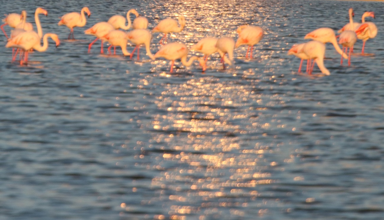 Редкие розовые фламинго прилетели на Тузловские лиманы: потрясающие фото удивительных птиц